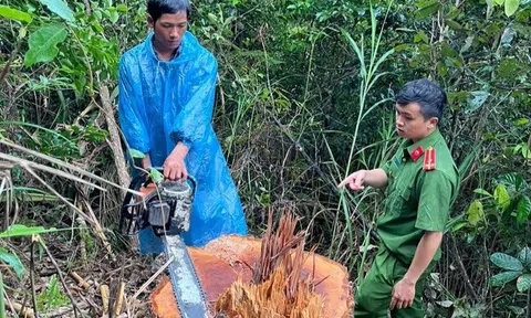 Lâm Đồng: Khởi tố nhóm đối tượng khai thác gỗ trái phép