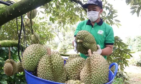 Đắk Lắk đề nghị hỗ trợ, kiểm dịch thực vật tại chỗ cho trái sầu riêng