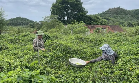 Người dân kiếm tiền triệu nhờ trồng hoa giải nhiệt được mùa, được giá