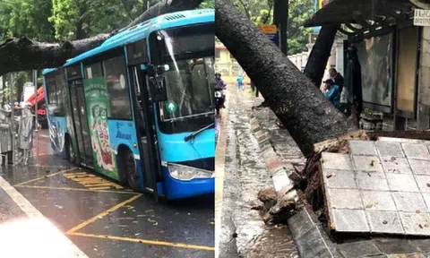 Cây cổ thụ đổ đè trúng xe buýt ở Hà Nội