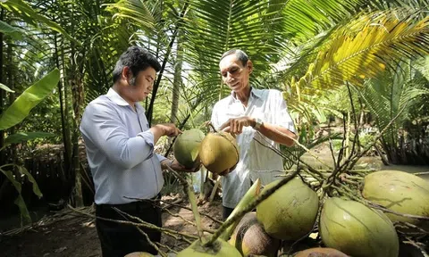 Tin vui cho quả dừa Việt Nam tại thị trường Mỹ