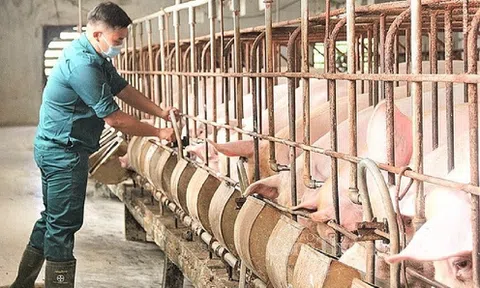 Giá lợn giảm nhiều ngày: Kỳ nghỉ lễ có cắt đứt đà giảm?