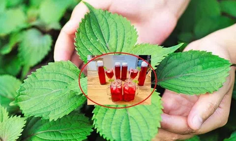 Loại rau mọc đầy ở vùng quê nhưng "khắc tinh" chống ung thư cực tốt