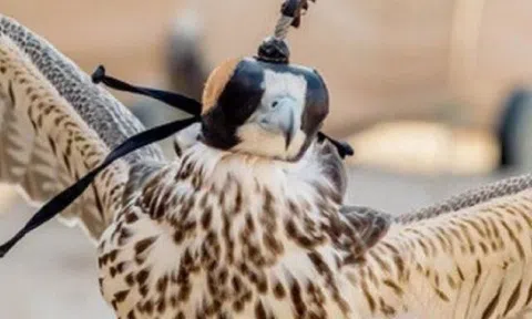 Loài chim giá gần nửa tỷ/con, được cấp hộ chiếu, được đi cả máy bay