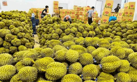 Kỷ lục mới của ngành hàng rau quả: "Chìa khóa" mở cửa thị trường