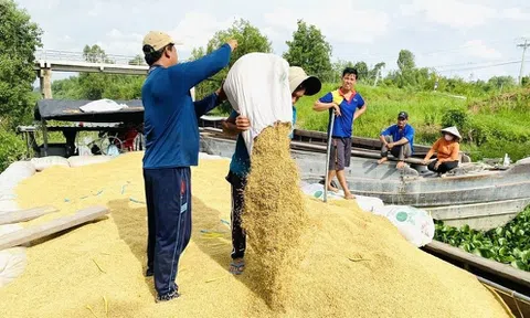 Đẩy mạnh xuất khẩu gạo, tìm giải pháp hỗ trợ từ nguồn tín dụng