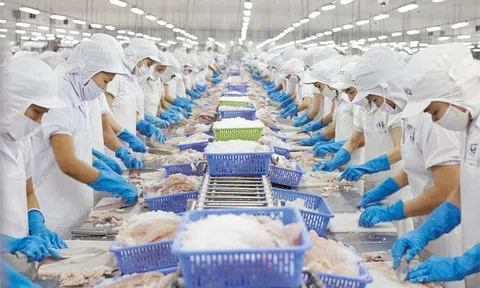 Doanh nghiệp thuỷ sản gặp khó do cắt, giảm hạn mức tín dụng