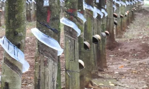 Doanh nghiệp cao su kiến nghị tháo gỡ vướng mắc về thuế