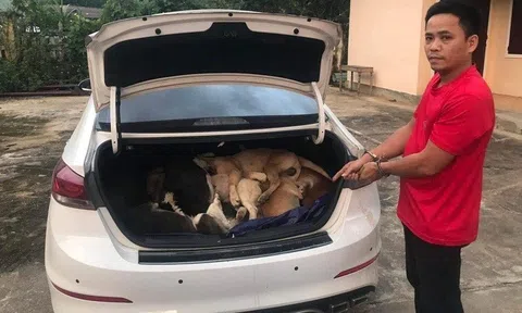 Diễn biến mới vụ cựu giám đốc lái ô tô đi trộm 38 con chó