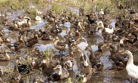 Quảng Ngãi: Phát hiện 3 ổ dịch cúm gia cầm A H5N1