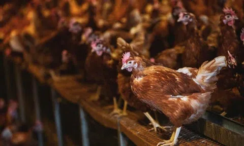 Châu Âu đối mặt dịch cúm gia cầm tồi tệ nhất từ trước đến nay