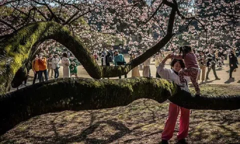 Cố vấn Thủ tướng cảnh báo điều có thể khiến Nhật Bản "biến mất"