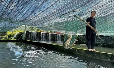 Nuôi cá tầm trong bể - mô hình kinh tế thu tiền tỷ ở Lâm Đồng