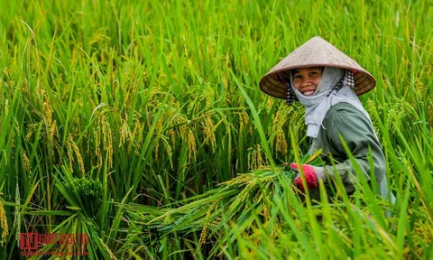Hỗ trợ vật tư, máy móc trong các dự án nông nghiệp đảm bảo dinh dưỡng