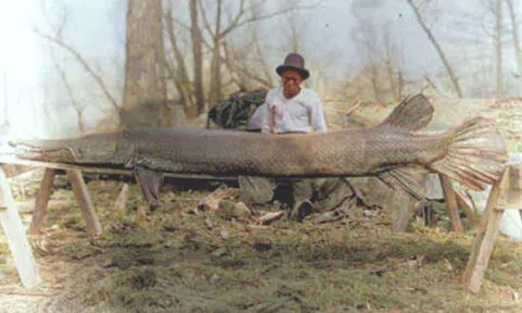 Tìm được "siêu quái vật" sống sót xuyên đại tuyệt chủng khủng long