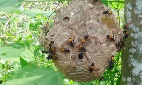 Bị ong vò vẽ đốt 40 mũi, bé trai tổn thương đa cơ quan