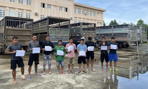 Bắt nhóm người chuyên đánh tráo heo thịt để trục lợi