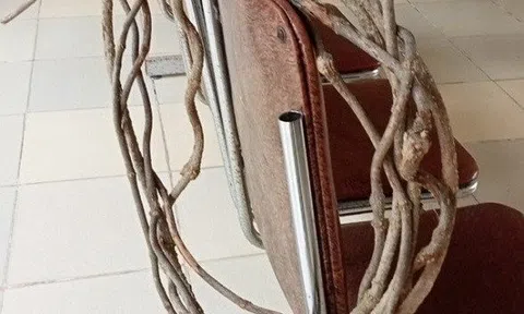 Nhầm lá ngón là cây thuốc quý, 7 người nhập viện khẩn cấp