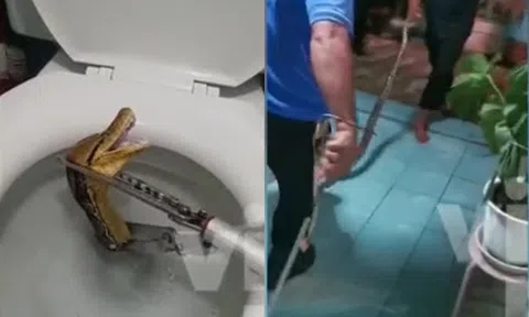 Clip: Nín thở bắt con trăn khổng lồ trốn trong nhà vệ sinh