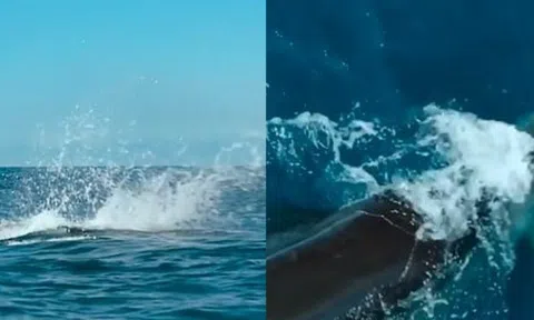 Kinh ngạc đoạn video cá voi sát thủ lao vào tấn công cá mập trắng lớn với tốc độ như tia chớp