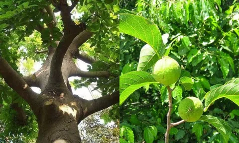Loại cây mọc nhiều ở Việt Nam nhưng chứa độc tố đe dọa tính mạng trong tích tắc 