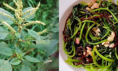 Loại rau rẻ tiền mọc đầy vườn vào mùa hè hay bị bỏ đi hóa ra lại là 'nhân sâm' của người nghèo