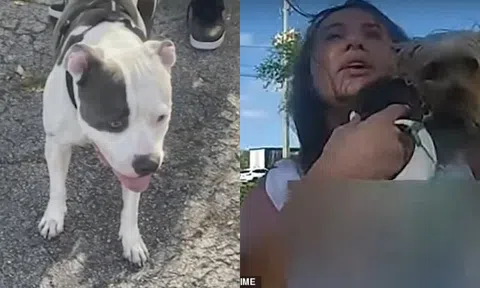 Clip: Khoảnh khắc người phụ nữ đau đớn la hét cầu cứu khi bị chó pitbull hung ác tấn công