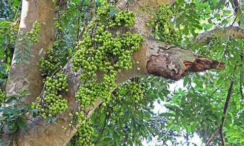 Loại quả mọc đầy vườn không ai ăn hóa ra là 'vua của các vị thuốc' giúp đánh bay mỡ thừa, chống ung thư