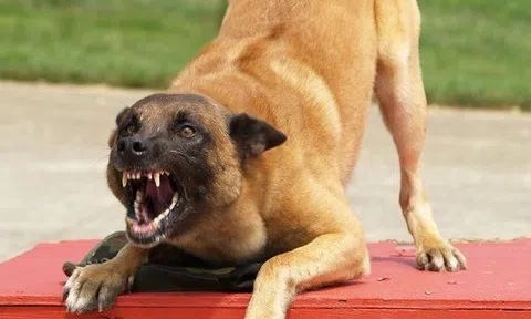 Clip: Thái độ gây sốc của người chủ khi con chó cưng hung hăng tấn công ngoài phố