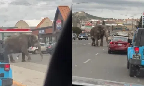 Khoảnh khắc con voi hoảng sợ bỏ chạy khỏi rạp xiếc lao ra đường 