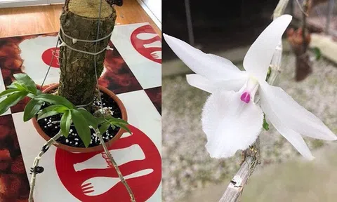 Lan phi điệp đột biến Việt khác gì so với lan cấy mô Đài Loan?