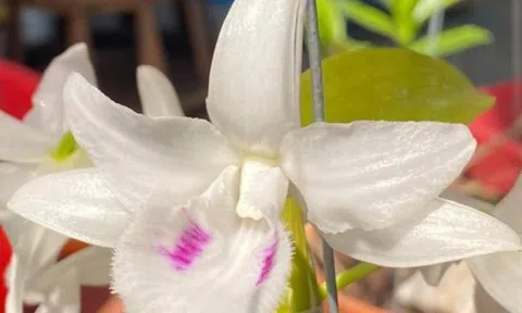 Vườn Lan Dũng Trang và Bùi Hữu Giang kêu gọi cộng đồng lan cả nước đồng hành chống dịch