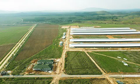 Tổ hợp trang trại tại Lào của Vinamilk đẩy nhanh tiến độ hoàn thành giai đoạn 1