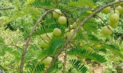 Từng rụng đầy gốc chẳng ai buồn nhặt, loại quả "khổ trước, ngọt sau" nay "xuống phố" giá tới nửa triệu đồng/kg, chị em mê tít