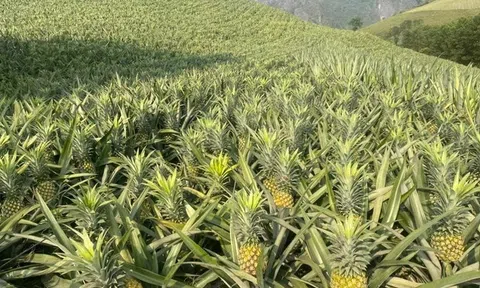 Không phải táo hay cam nhập khẩu, loại quả rẻ bèo ở chợ Việt lại nằm top “sạch thuốc trừ sâu”