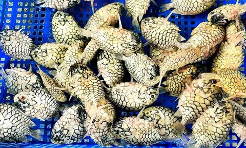 Nghe tên tưởng trái cây, loại cá này lại là hàng hiếm giá tới nửa triệu đồng/kg, giới sành ăn săn lùng