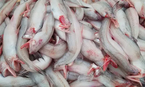 Từng làm thức ăn cho gia súc, nay loài cá “mềm như cháo” chạm mốc 1 triệu đồng/kg