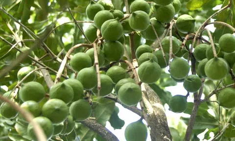 Loại hạt được mệnh danh “nữ hoàng”, giá tới 600.000 đồng/kg: Không chỉ béo ngậy mà còn giàu dưỡng chất