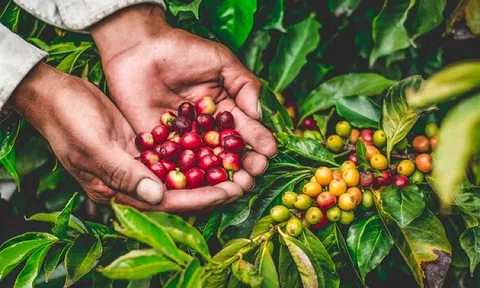 Thu về hơn 1 tỷ USD chỉ trong 1 tháng: Loại hạt nào của Việt Nam đang “hút tiền” quốc tế?