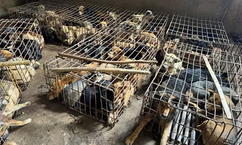 Kiểm tra nhà dân, công an thu giữ khoảng 70 con chó cùng nhiều dụng cụ bắt trộm