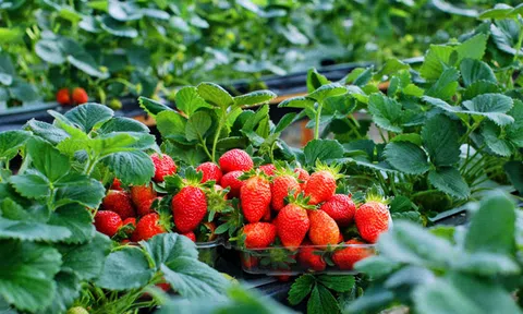 Một loại quả mệnh danh "viên vitamin đỏ" trồng nhiều ở Đà Lạt lọt top trái cây tốt nhất thế giới: Vừa ngon vừa giúp đẹp da