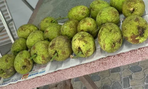 Loại quả quê xưa có đầy không ai hái nay được ưa chuộng, là đặc sản được chị em thành phố "săn lùng" ráo riết