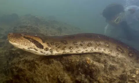 Chuyên gia sửng sốt khi chạm mặt 'thủy quái' lớn nhất thế giới dưới lòng sông Amazon