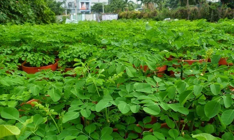 Loại rau 'song sinh' với rau ngót, từng bị thờ ơ nhưng giờ được săn lùng vì bổ ngang nhân sâm tổ yến