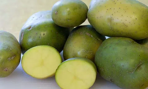 Khoai tây mọc mầm và khoai tây xanh, cái nào có hại không nên ăn?