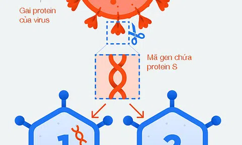 Cơ chế hoạt động của vaccine Covid-19 do Nga sản xuất