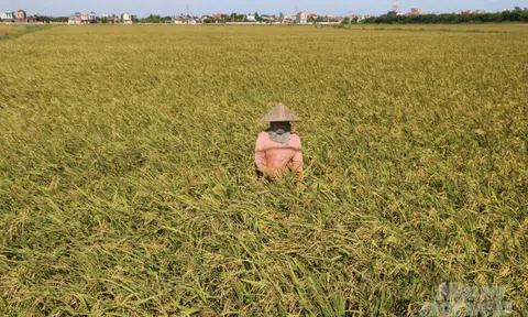 Phân bón Nano 'cứu' lúa nhiễm mặn, giúp tăng năng suất