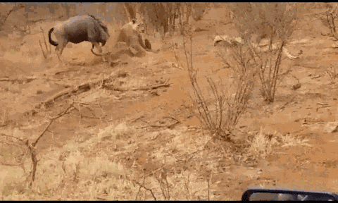 Clip: Linh dương phản đòn "cực gắt", sư tử hãi hùng văng lên không trung