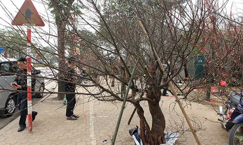 Tết nguyên đán 2021, Thủ tướng chỉ đạo cấm tuyệt đối chặt đào rừng