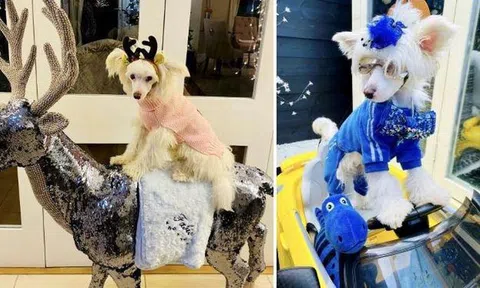 Chú chó Fabio giàu có được chủ chi hơn 230 triệu đồng để sắm quần áo